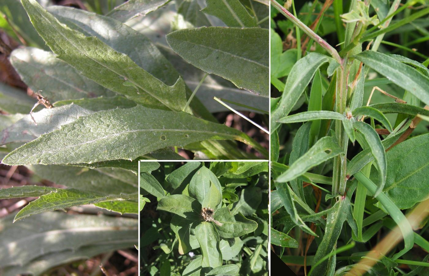 Knapweed, Brown-rayed leaf